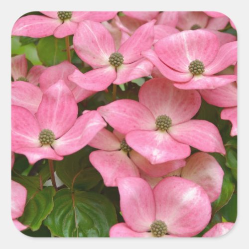 Pink kousa dogwood flowers print square sticker