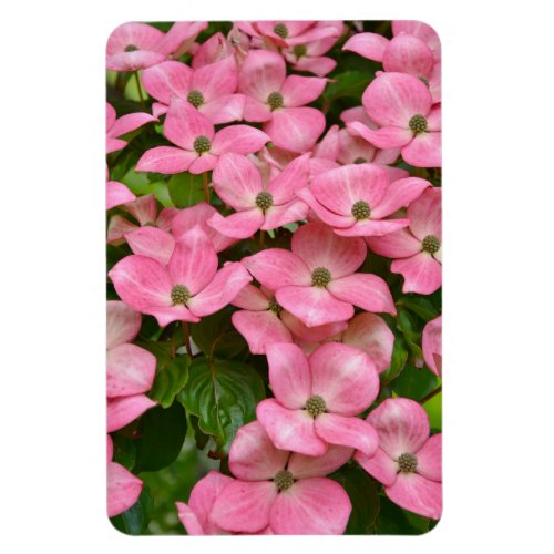 Pink kousa dogwood magnet