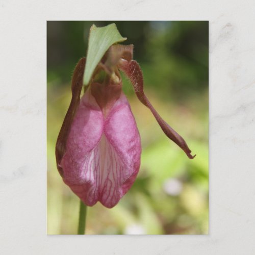Pink Lady Slipper Floral Postcard