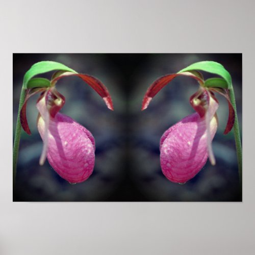 Pink Lady Slipper Orchid Flower Mirror Abstract Poster