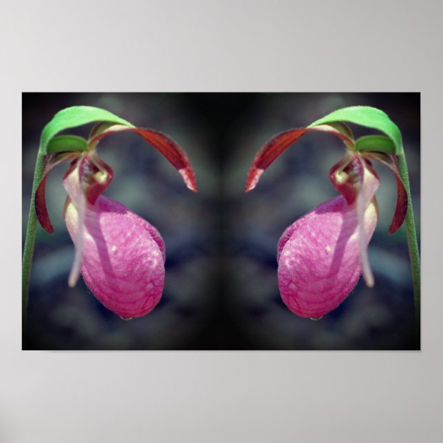 Pink Lady Slipper Orchid Flower Mirror Abstract Poster (Front)