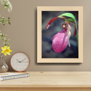 Pink Lady Slipper Orchid Raindrop Framed Framed Art