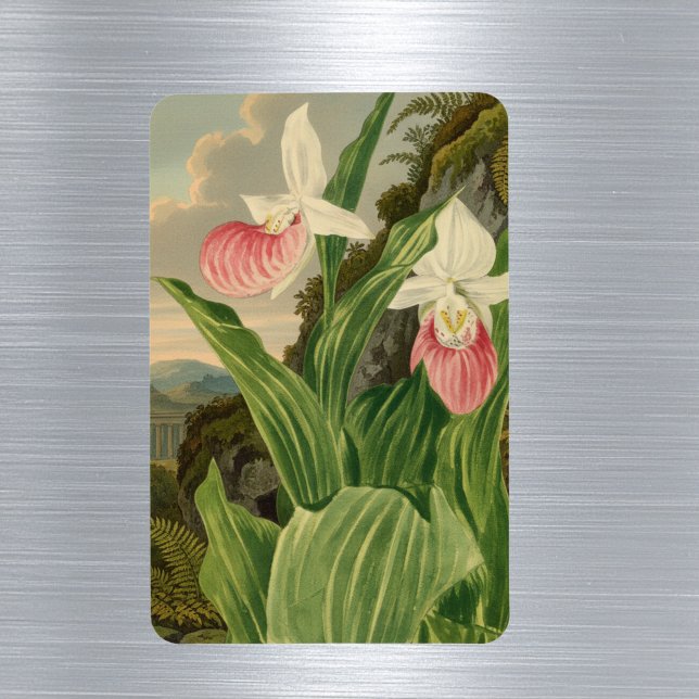 Pink Lady Slipper Vintage Botanical Orchid Magnet (Creator Uploaded)
