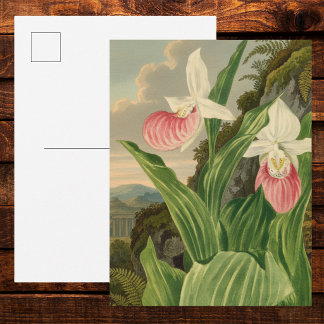 Pink Lady Slipper Vintage Floral Orchid Botanical Postcard