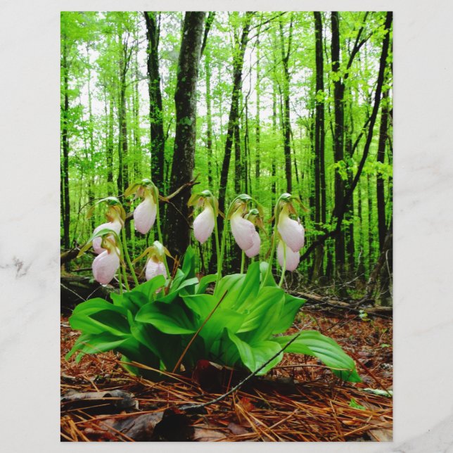 Pink Lady Slipper wild Orchid (Front)