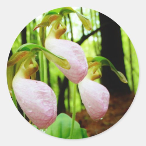 Pink Lady Slipper wild Orchid Classic Round Sticker