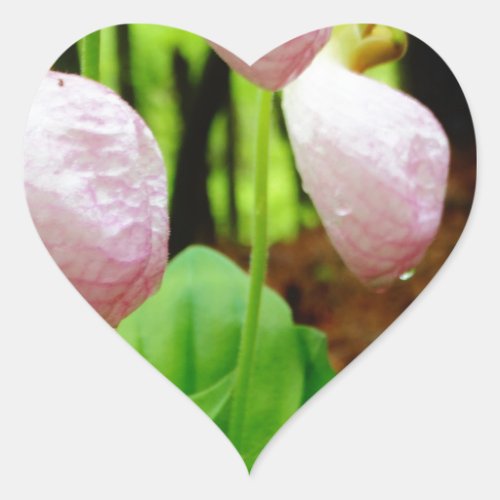 Pink Lady Slipper wild Orchid Heart Sticker
