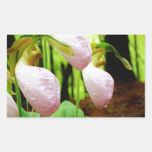Pink Lady Slipper wild Orchid Rectangular Sticker