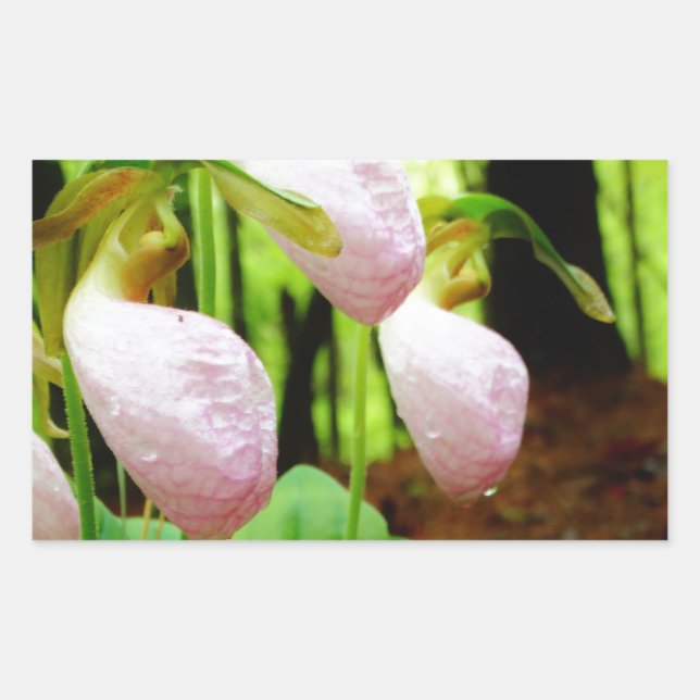Pink Lady Slipper wild Orchid Rectangular Sticker (Front)