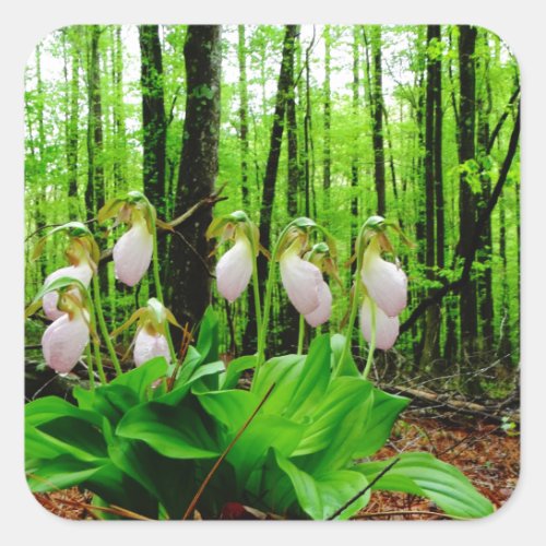 Pink Lady Slipper wild Orchid Square Sticker