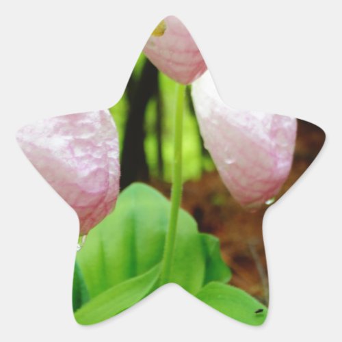 Pink Lady Slipper wild Orchid Star Sticker