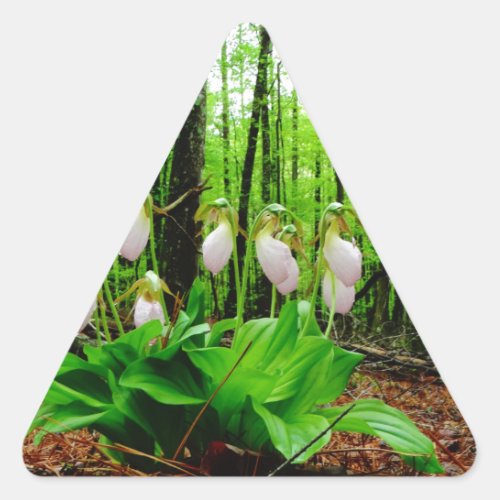 Pink Lady Slipper wild Orchid Triangle Sticker