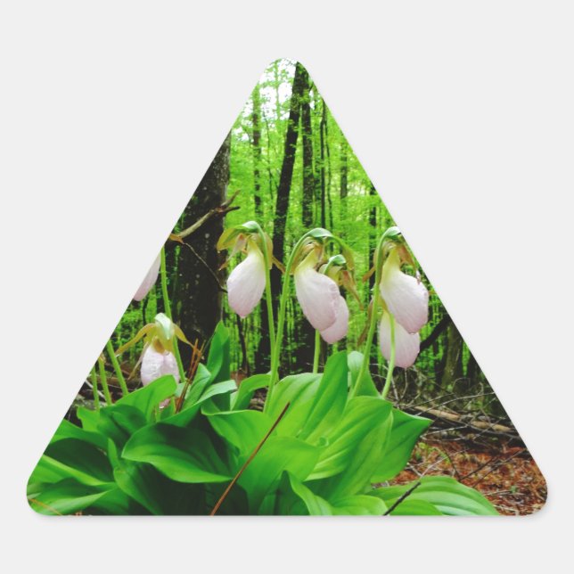 Pink Lady Slipper wild Orchid Triangle Sticker (Front)