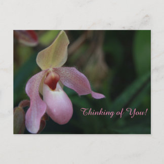 Pink Lady's Slipper Orchid Flower Postcard