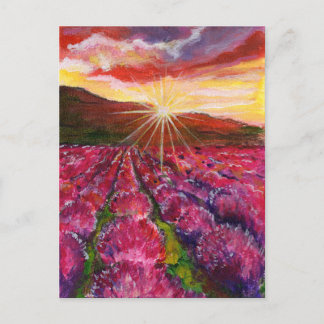 Pink Lavender Field France Provance Holiday Postcard