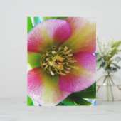 Pink Lenten Rose, (Standing Front)