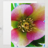 Pink Lenten Rose, (Front/Back)