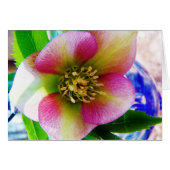 Pink Lenten Rose, (Front Horizontal)