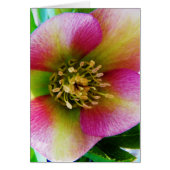 Pink Lenten Rose, (Front)