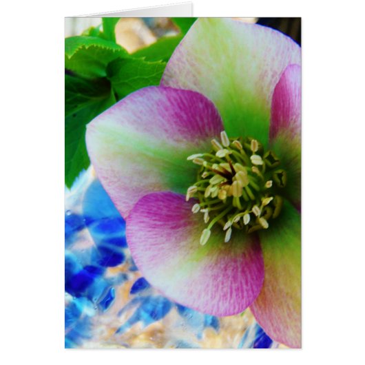 Pink Lenten Rose blue glass ball (Front)