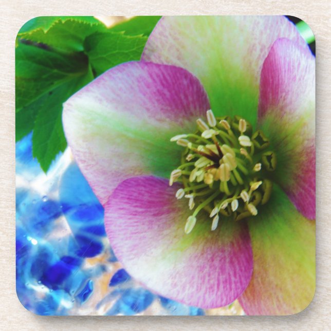 Pink Lenten Rose blue glass ball Beverage Coaster (Front)