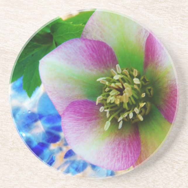 Pink Lenten Rose blue glass ball Drink Coaster (Front)