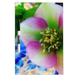 Pink Lenten Rose blue glass ball Dry Erase Board