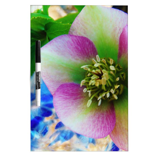 Pink Lenten Rose blue glass ball Dry Erase Board (Front)