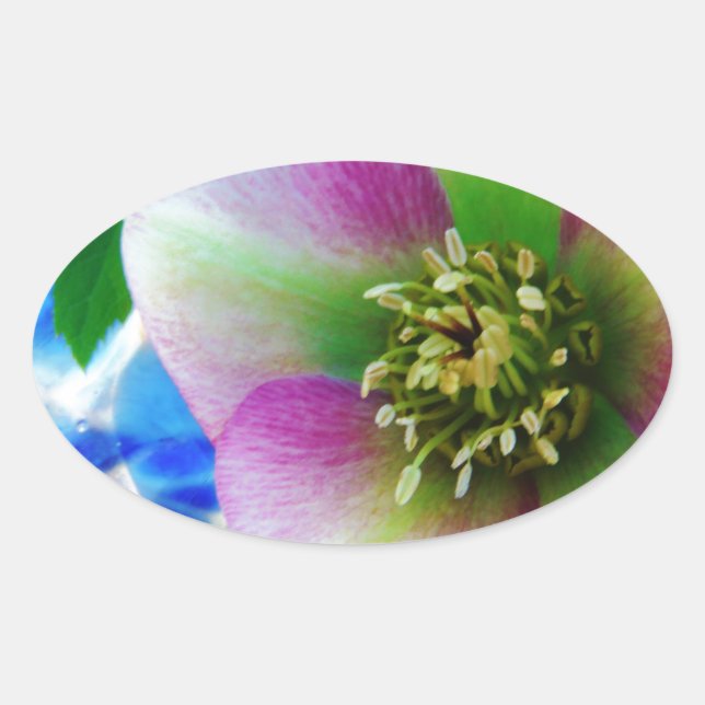 Pink Lenten Rose blue glass ball Oval Sticker (Front)