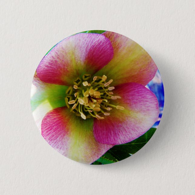 Pink Lenten Rose, Button (Front)