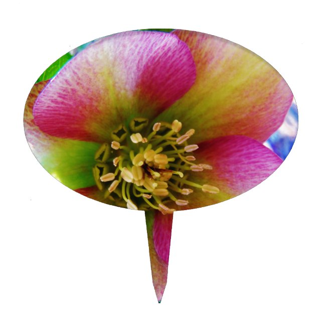 Pink Lenten Rose, Cake Topper (Front)