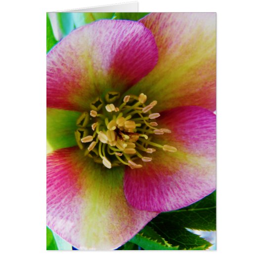 Pink Lenten Rose, Cards (Front)