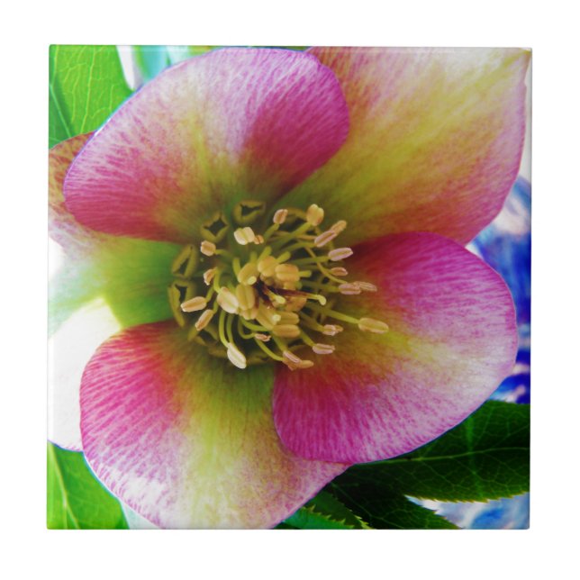 Pink Lenten Rose, Ceramic Tile (Front)