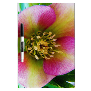 Pink Lenten Rose, Dry Erase Board