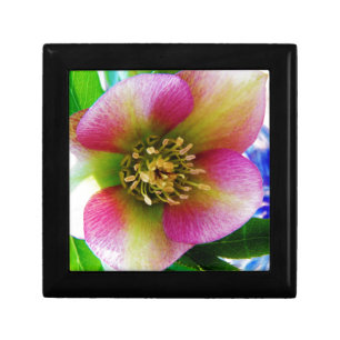 Pink Lenten Rose, Jewelry Box