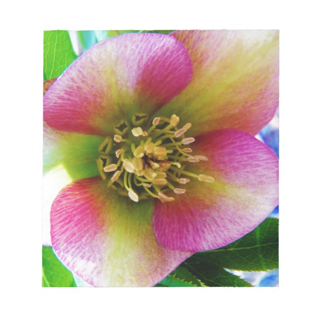 Pink Lenten Rose, Notepad (Front)