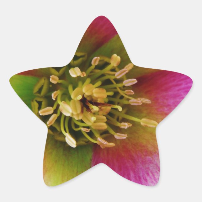 Pink Lenten Rose, Star Sticker (Front)