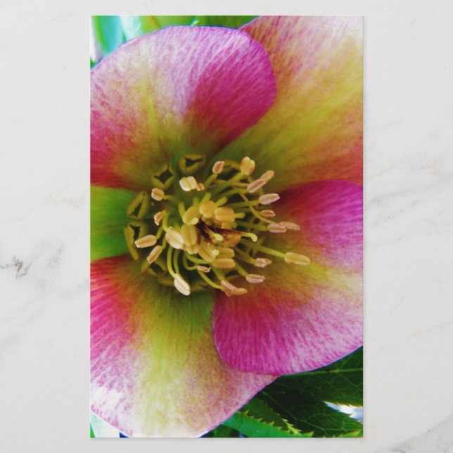 Pink Lenten Rose, Stationery (Front)