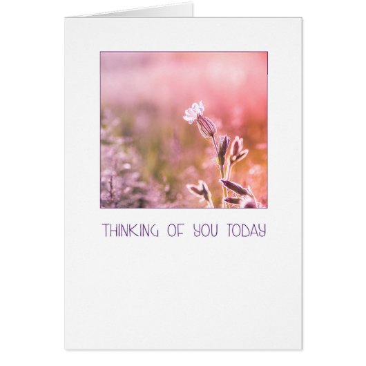 Pink Light Campion Wildflower Thinking of You Cards (Front)