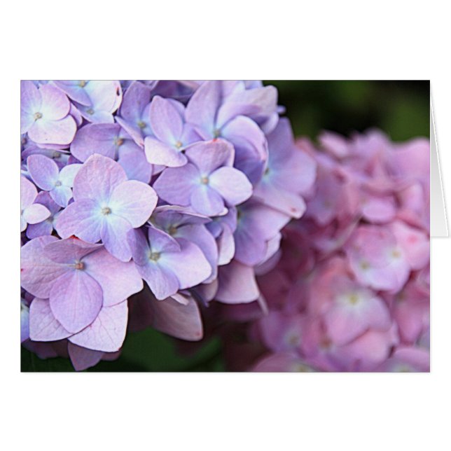 ©Pink & Light Purple Hydrangeas Bloom Blank Cards (Front Horizontal)