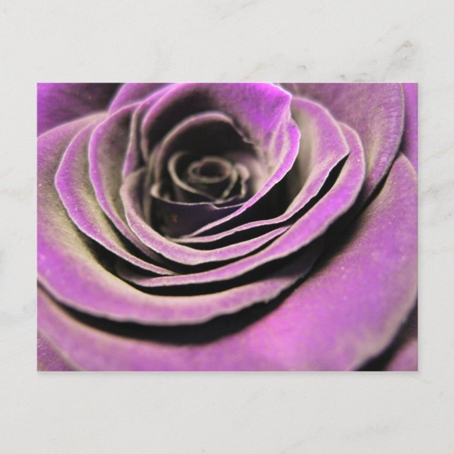 Pink Lilac Rose Postcard (Front)