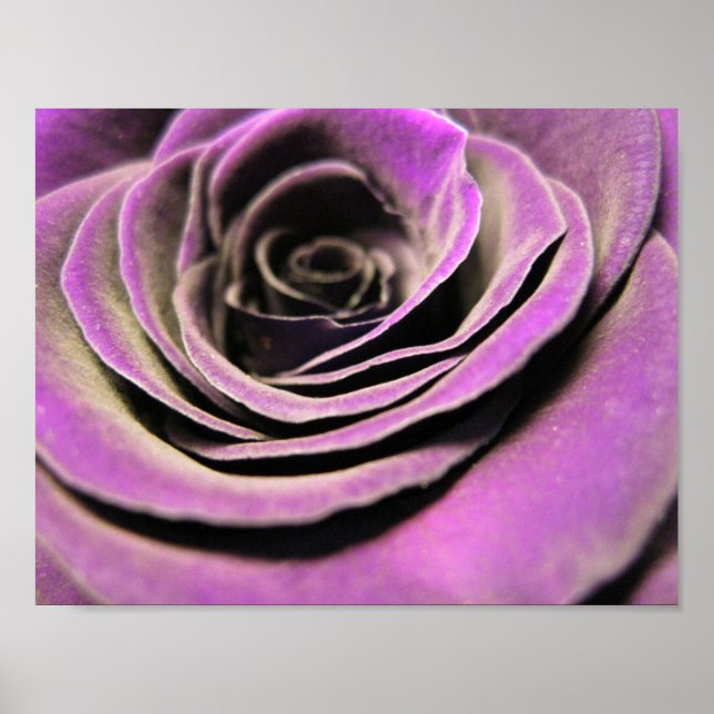Pink Lilac Rose Poster (Front)