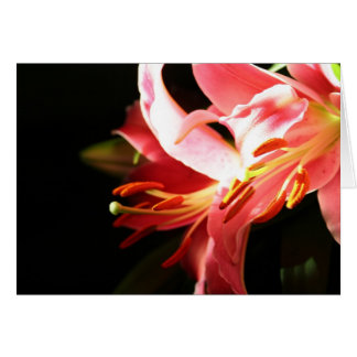 Pink Lilies Cards