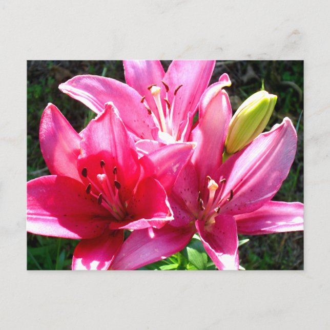 Pink Lilies in Bloom Postcard (Front)