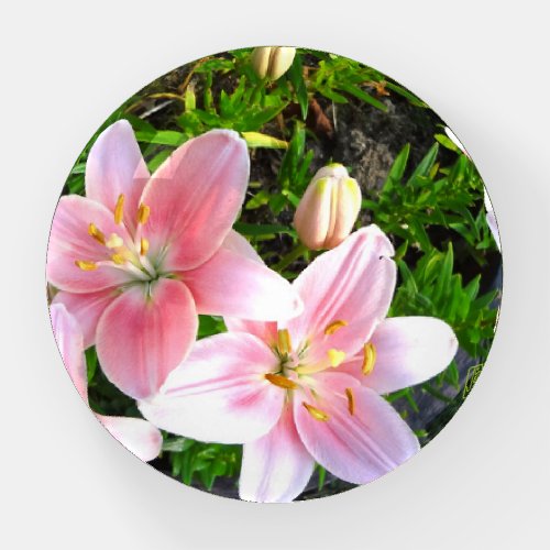 Pink Lilies Paperweight