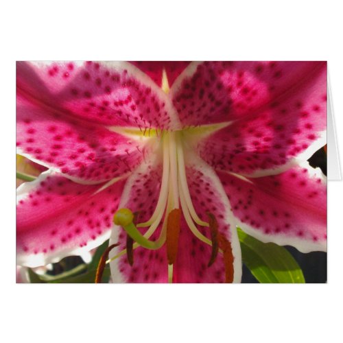 Pink lilies pink tropical flowers pink floral