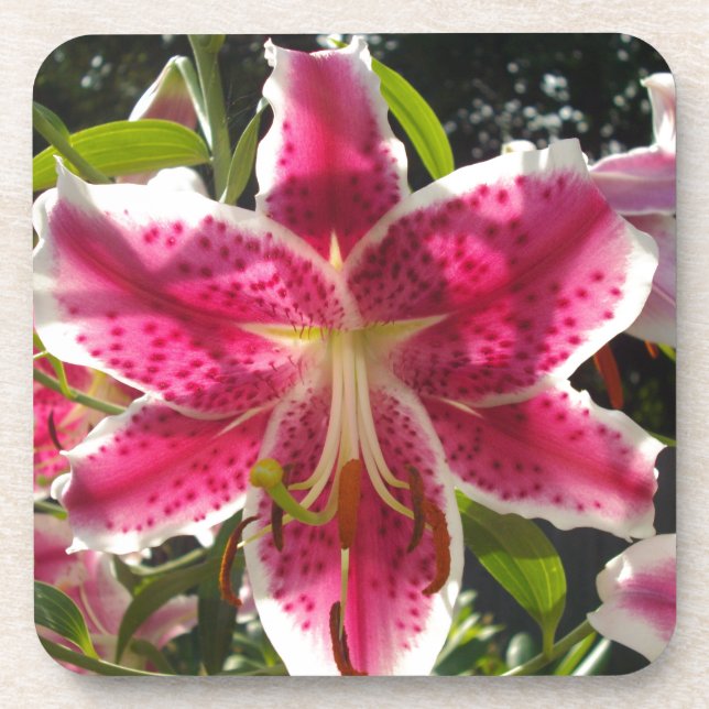 Pink lilies pink tropical flowers pink floral beverage coaster (Front)