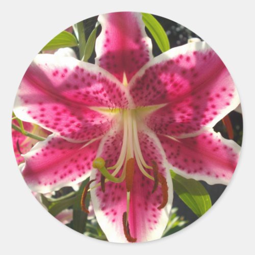 Pink lilies pink tropical flowers pink floral classic round sticker
