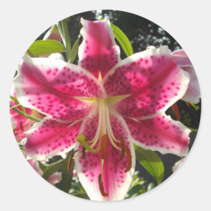 Pink lilies pink tropical flowers pink floral classic round sticker