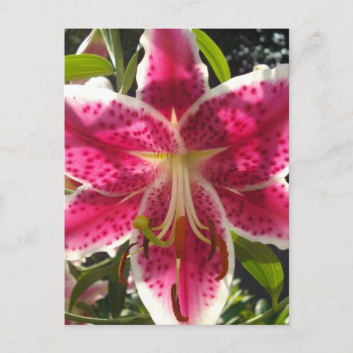 Pink lilies pink tropical flowers pink floral postcard